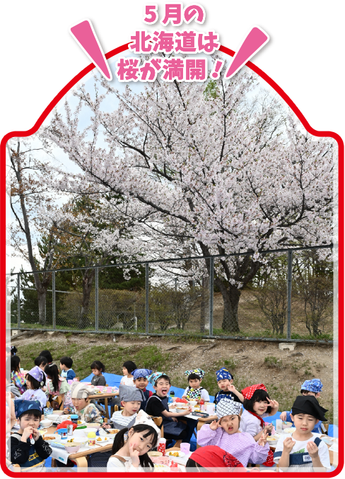 5月の北海道は桜が満開！